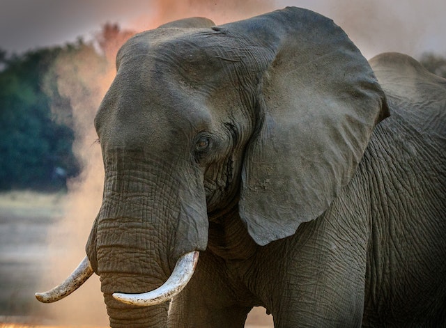 Majestueux éléphant aperçu en safari