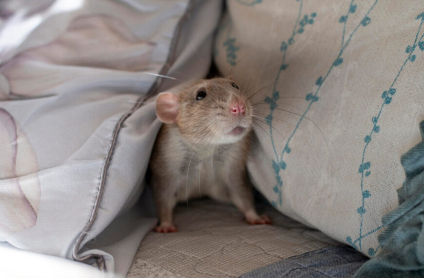 La dératisation dans les hôtels : prenez toutes les dispositions avant l'invasion !